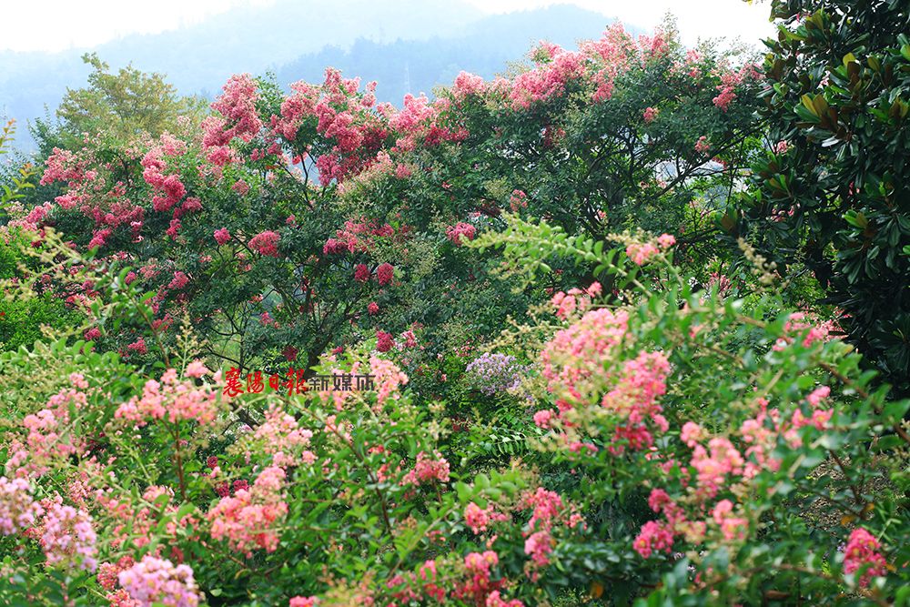 保康紫薇林花海 盛夏靓丽多姿彩