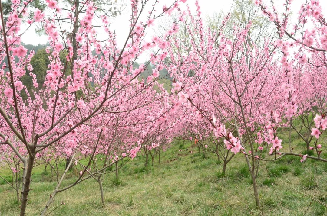 襄阳9大赏花圣地,线上打卡同样不负春光!