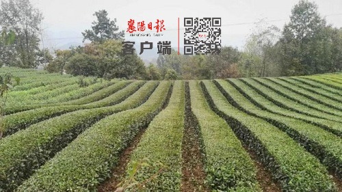 马良镇举行茶叶秋栽现场会