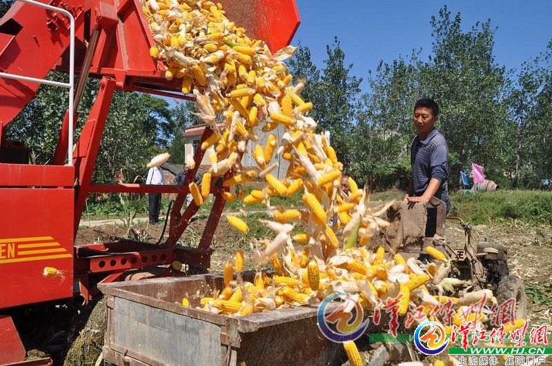 襄阳:襄州区龙王镇的丰收喜悦_襄阳日报网